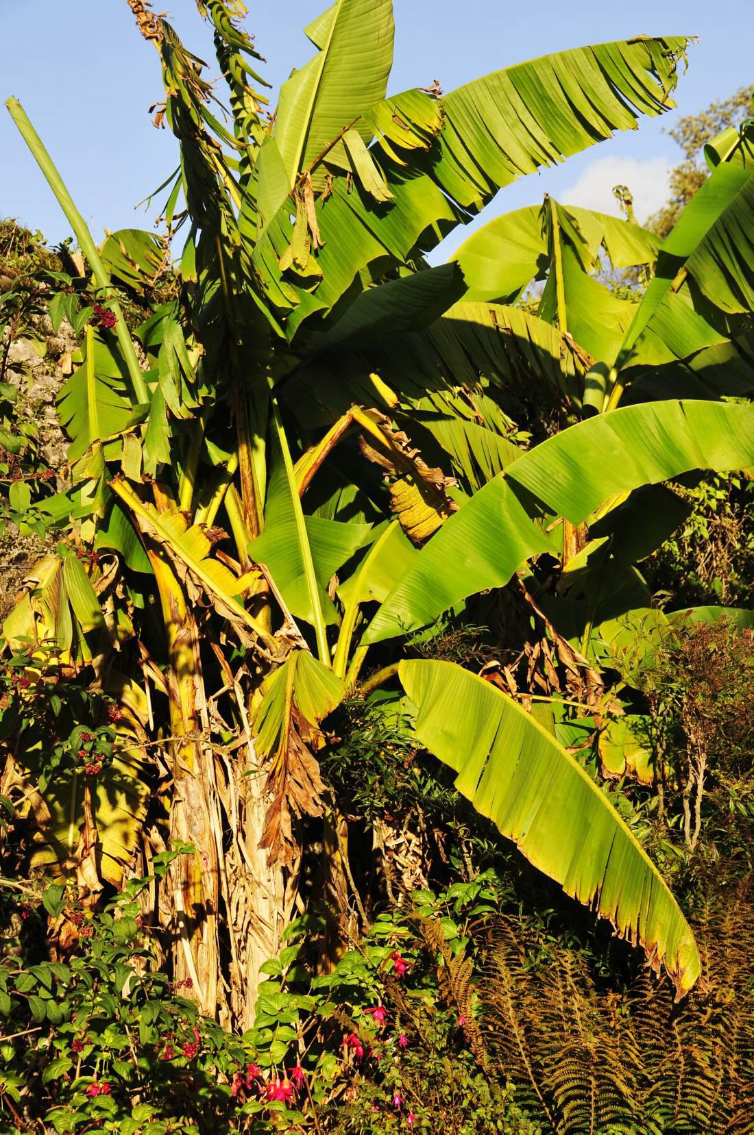 Growing bananas in Ireland 10 December 2014 Premium