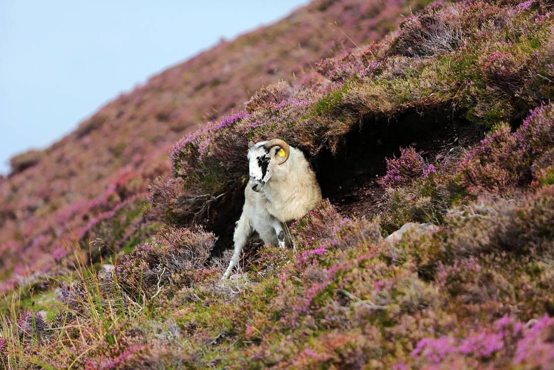 Extend time for hedgecutting and heather burning IFA 30 November