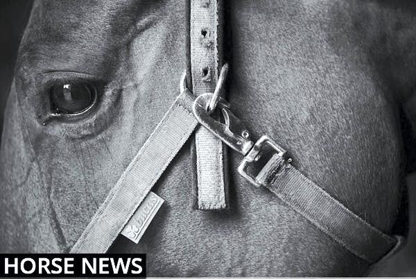 Eleanor's Diary: Your guide to all equestrian events happening this week