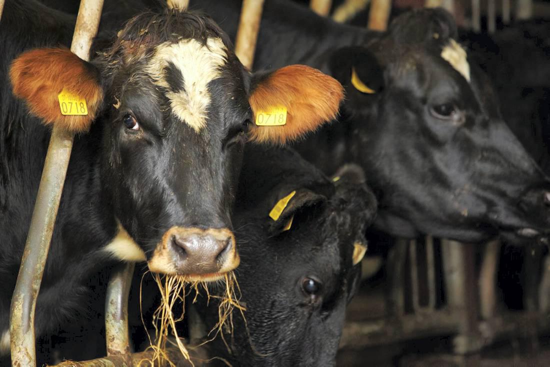 Farmer writes: Reducing costs and monitoring profit