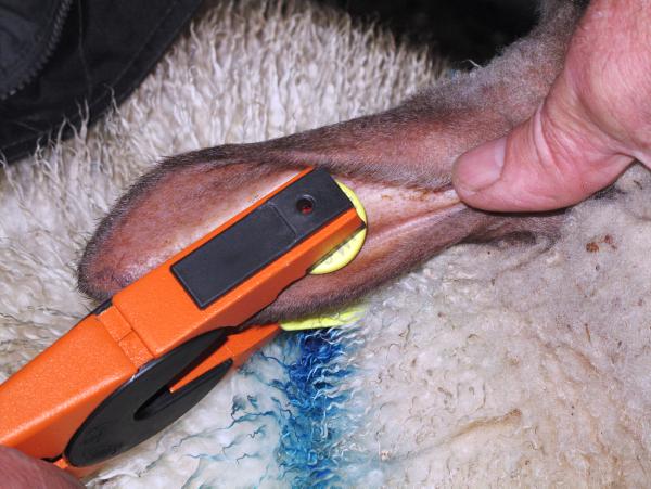 Sheep farming management notes 