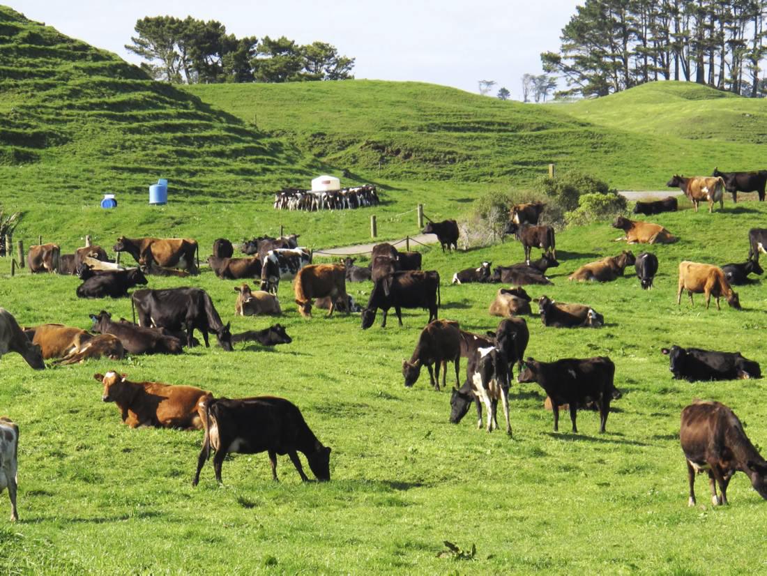 Fonterra cuts milk price forecast