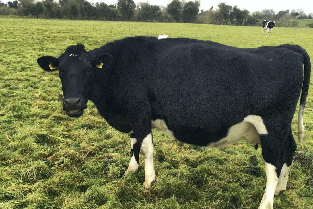 Farmer writes: Tips for prospective new dairy farmers