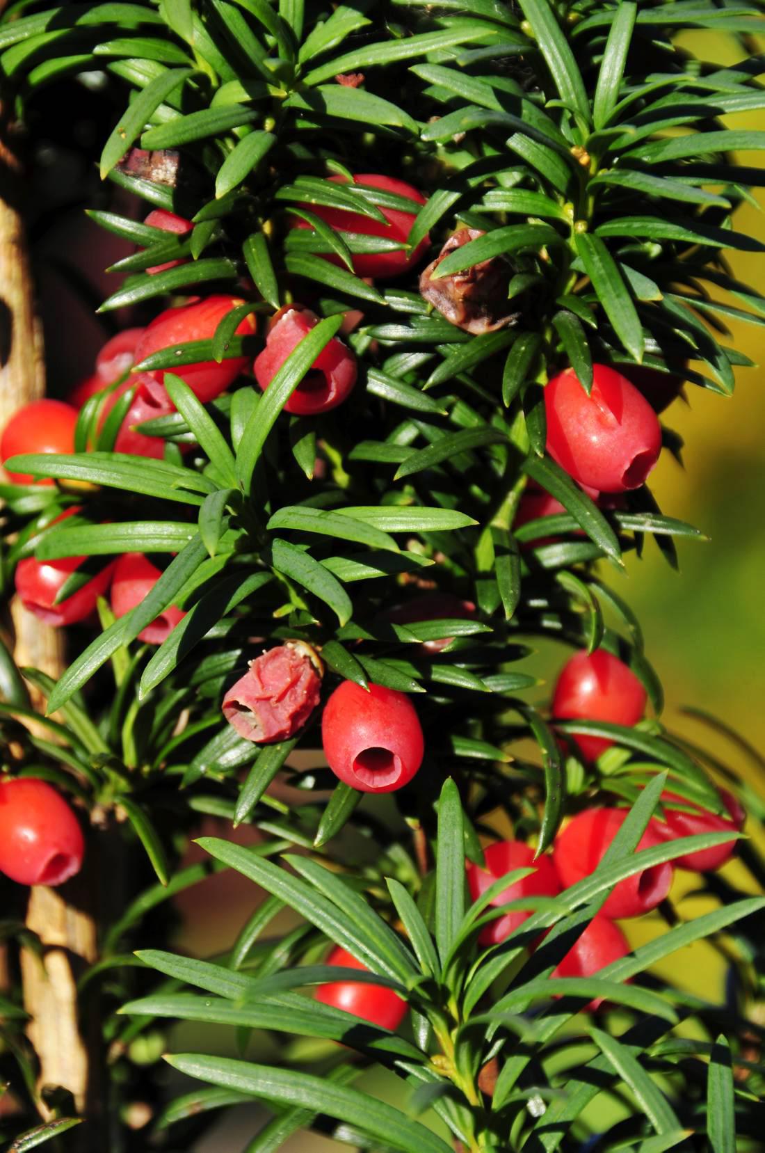 Irish native yew tree 30 December 2014 Premium