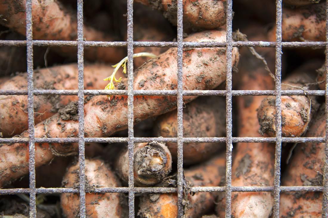 IFA monitoring fresh produce prices closely for below cost selling