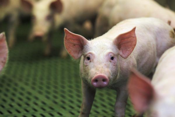 Pig disease reaches European shores
