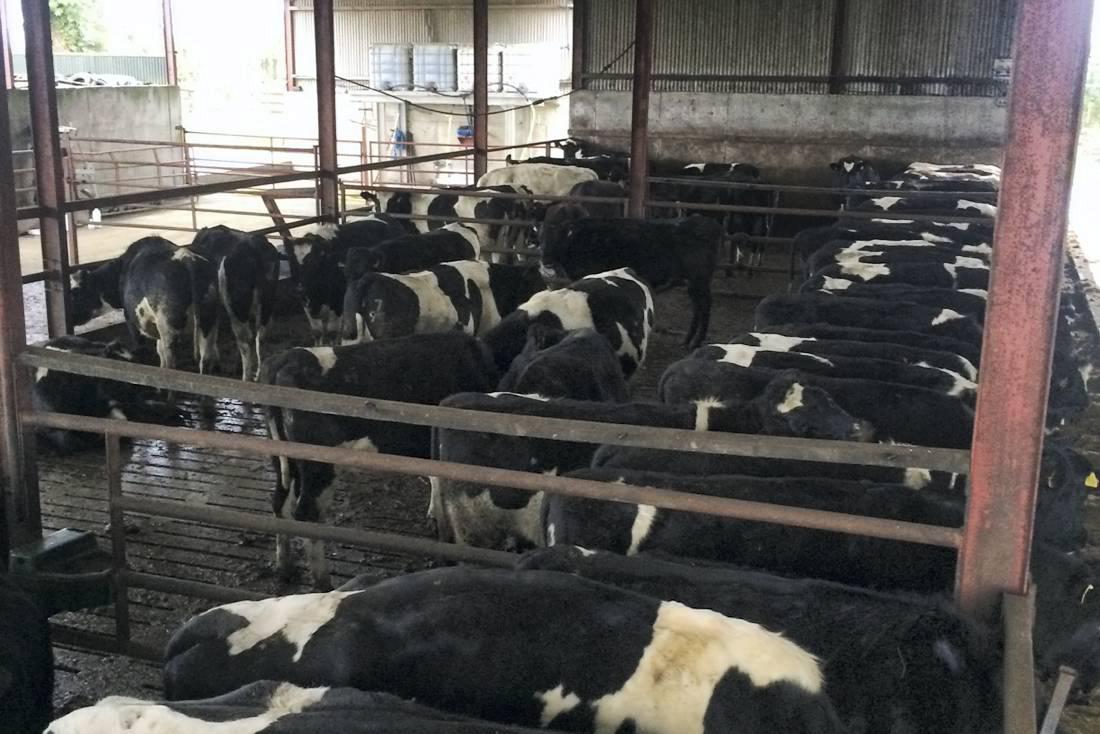 Farmer writes: A disease outbreak in the calf shed is an absolute disaster