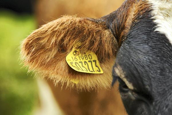 Farmer writes: Don't repeat the mistakes I made in my first dairy season