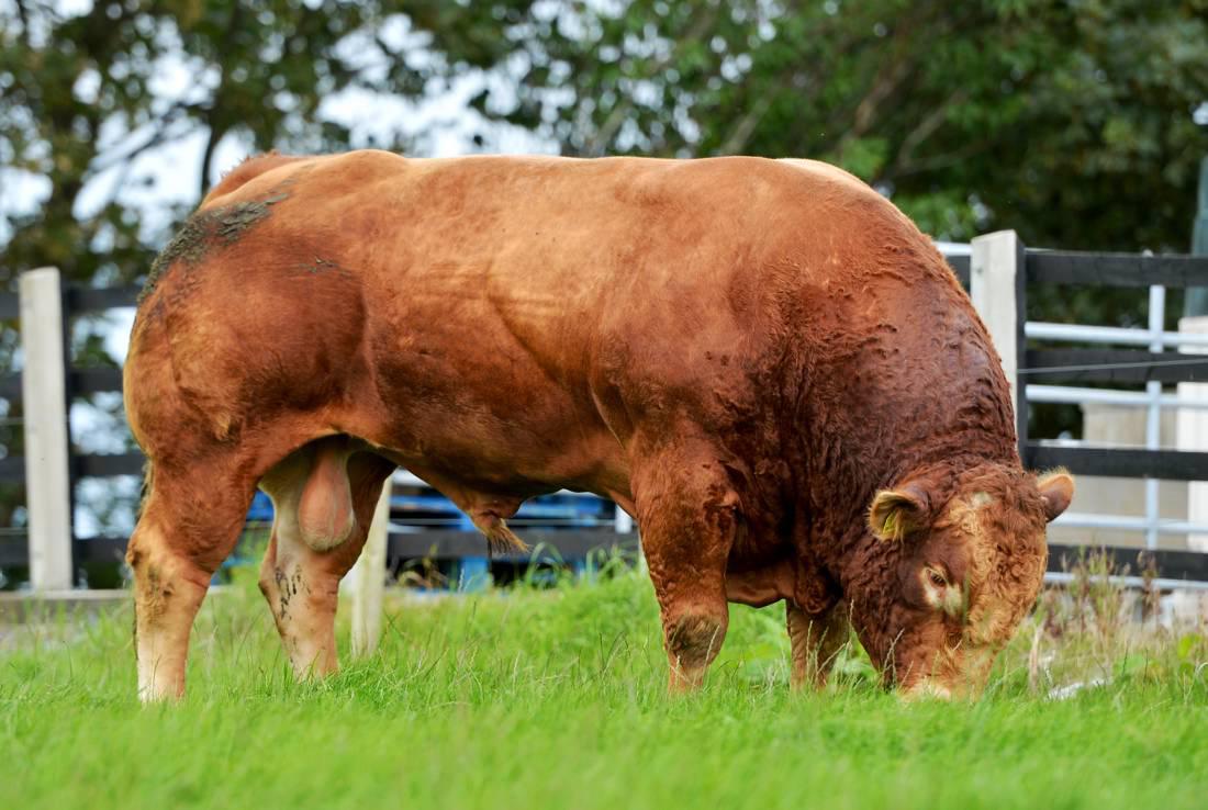 Northern Ireland butcher enjoys shopping trip to Elphin  
