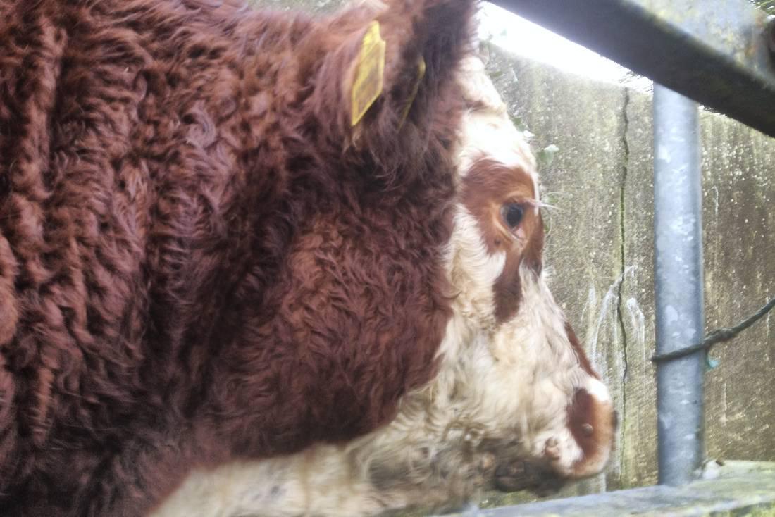 Farmer writes: Good silage results put the icing on a peaceful Christmas 