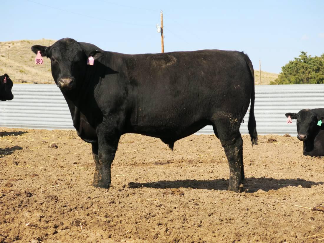 A look back at the the US beef industry