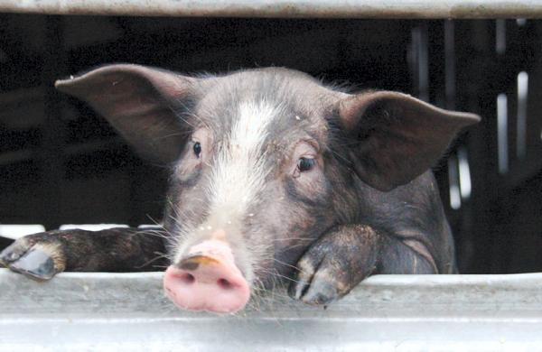 Pig prices reported to IFA w/c 5/1/15