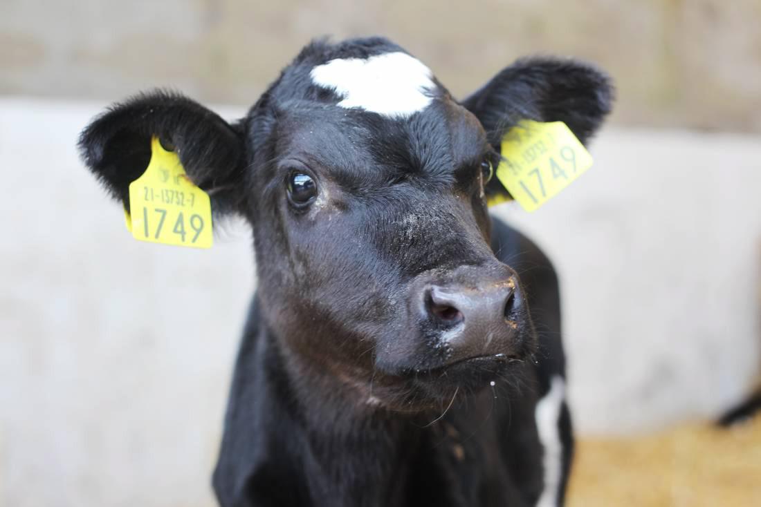 Farmer writes: Calving season offers fresh start on the farm                    
