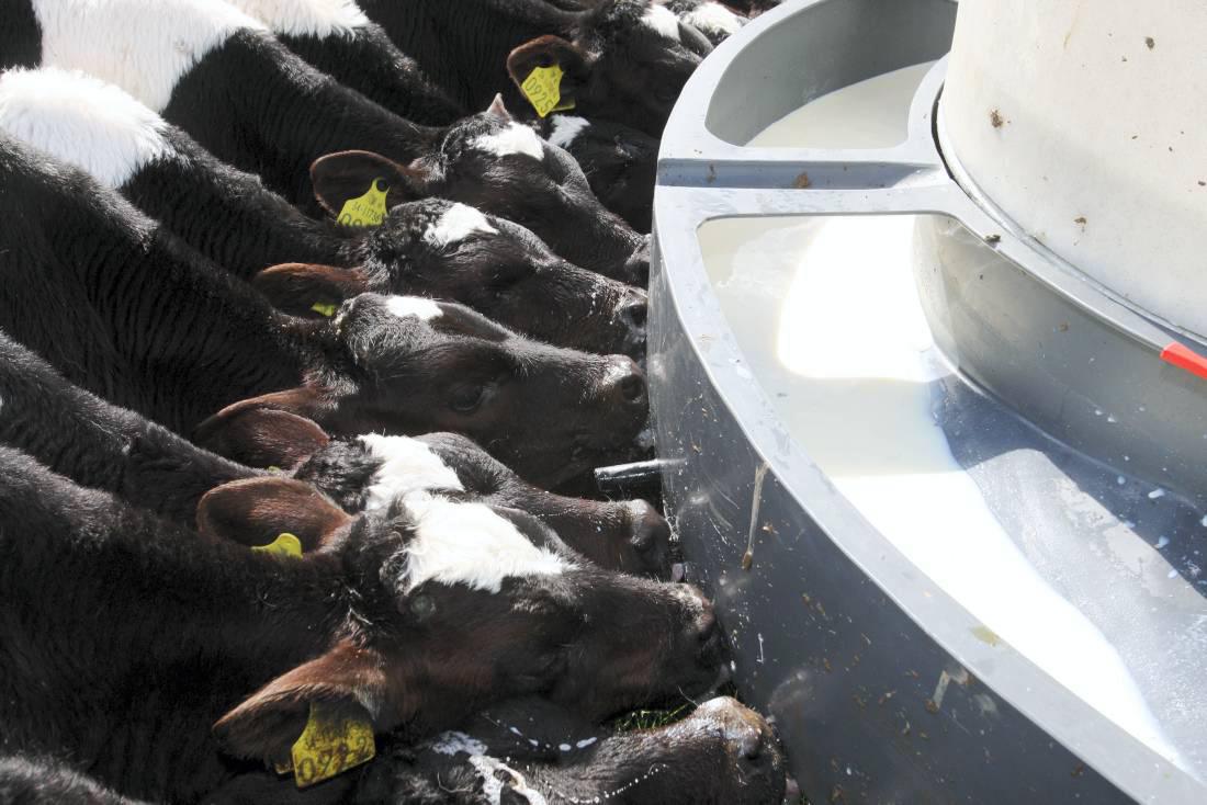 Enhanced calf feeding regimes – Alan Kelly