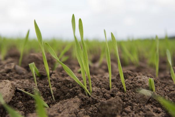 Lower corn plantings affects Monsanto results