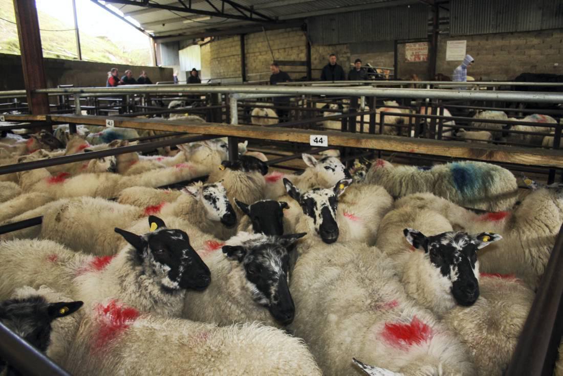 Cull ewes claiming highlight in sales