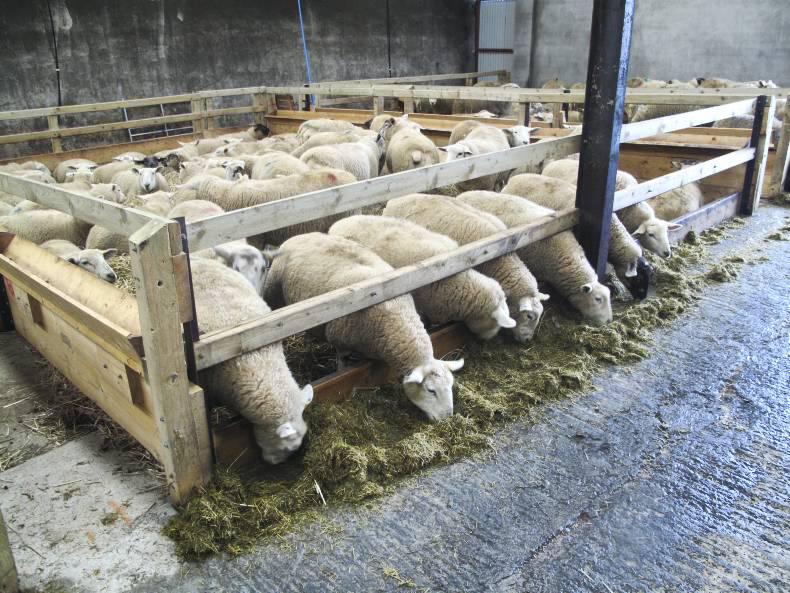 Selecting the best feed for late pregnancy supplementation