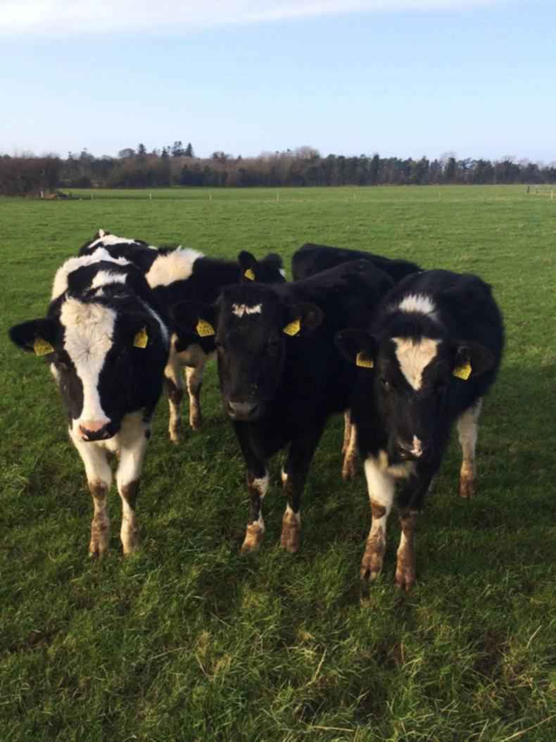 Farmer writes: Get the farming story out this calving season
