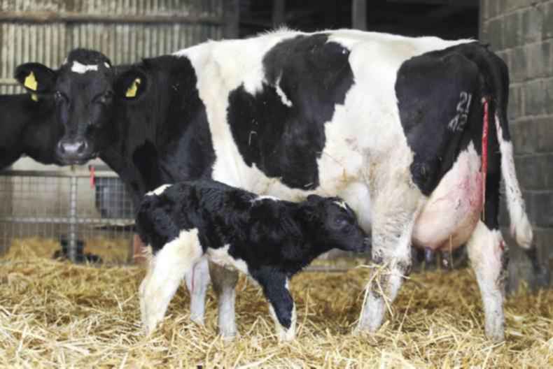 Dairy herd growth forecast cut to 2%