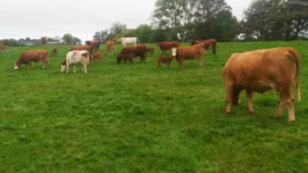 Northern View - Cattle and Hogget quotes 