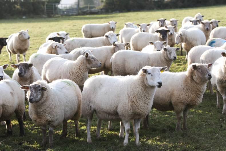 Teagasc to host sheep conferences 