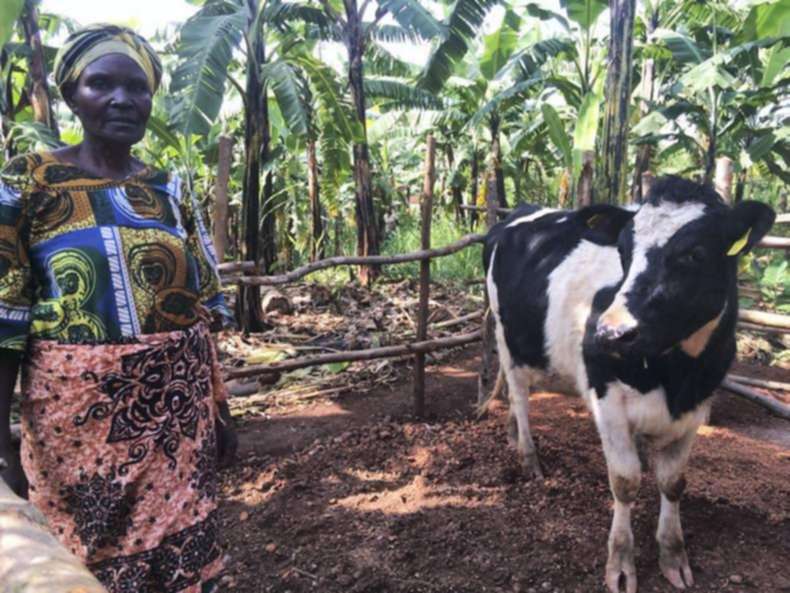 Irish heifers arrive in Rwanda         