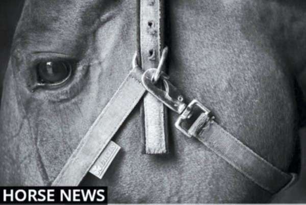 Breeding legends remembered   