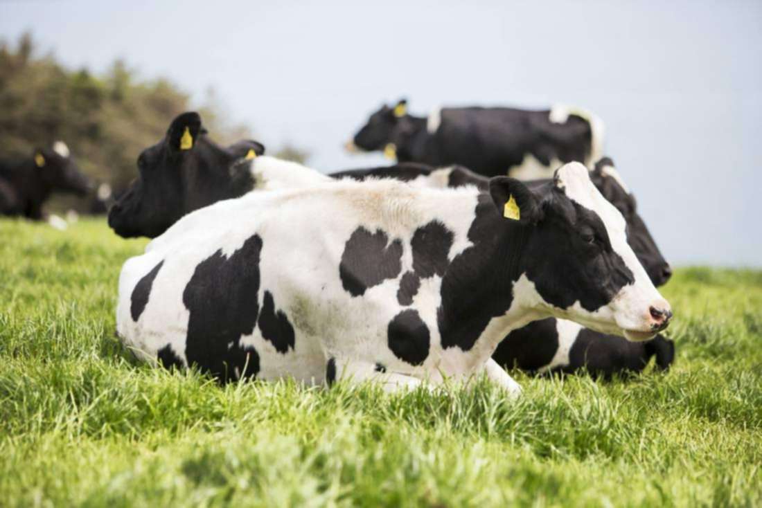 Watch live: Irish Farmers Journal dairy meeting in Kilkenny
