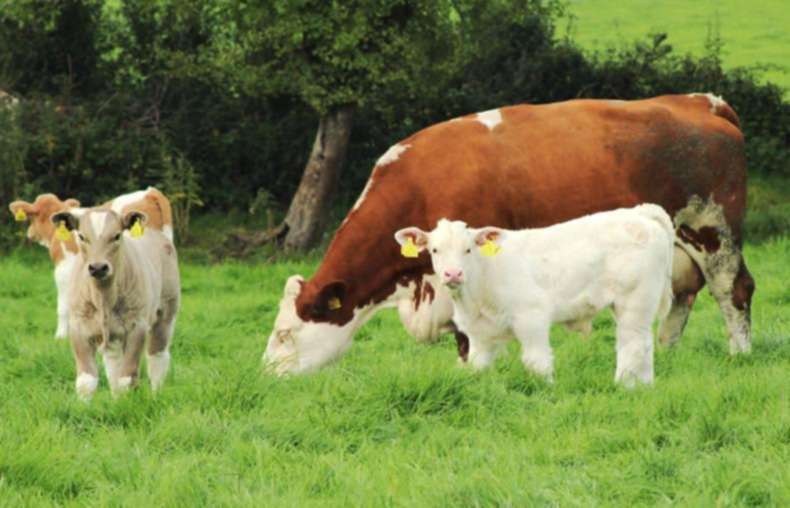 Bull beef systems remain most profitable in 2014
