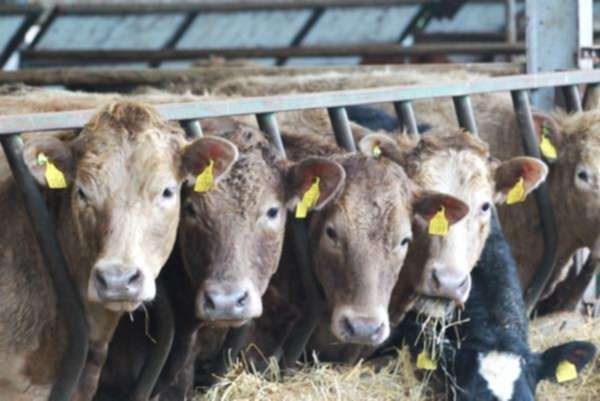 Pre and post calving management for high fertility