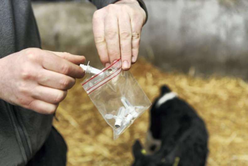 BVD eradication programme – where to from here?