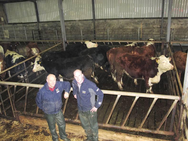 Producing quality suckler replacements from the dairy herd