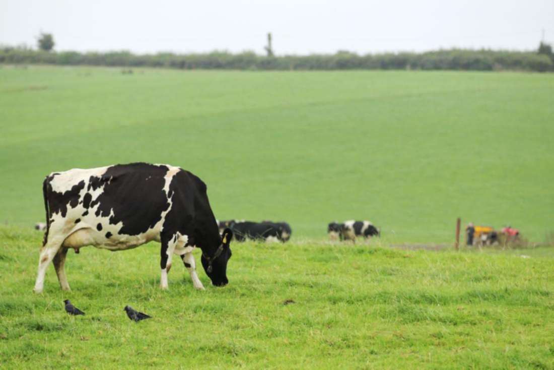 This week's dairy management notes