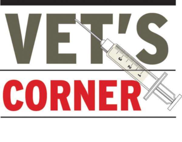 Keeping calves alive and healthy this spring 