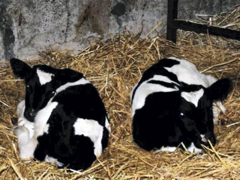 Video: Friesian cow calving twins