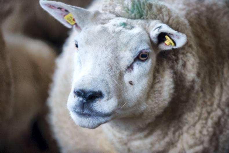 Focus on flock health at Hill Conference