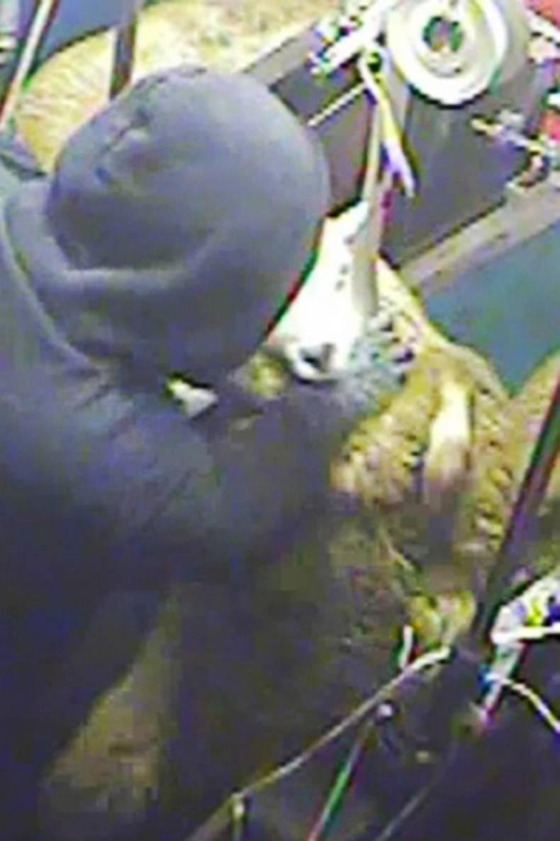 Secret video footage shows abuse of sheep at halal slaughterhouse in Yorkshire