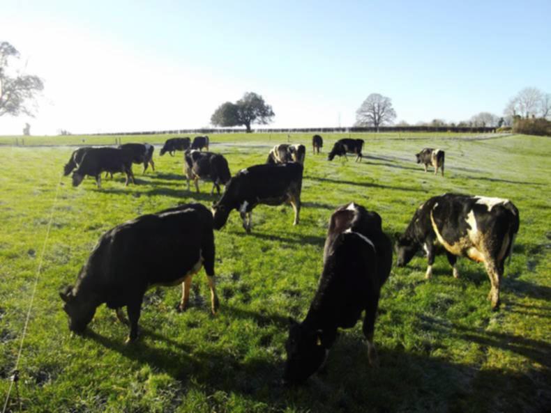 Farmer writes: Calving cows and cutting costs