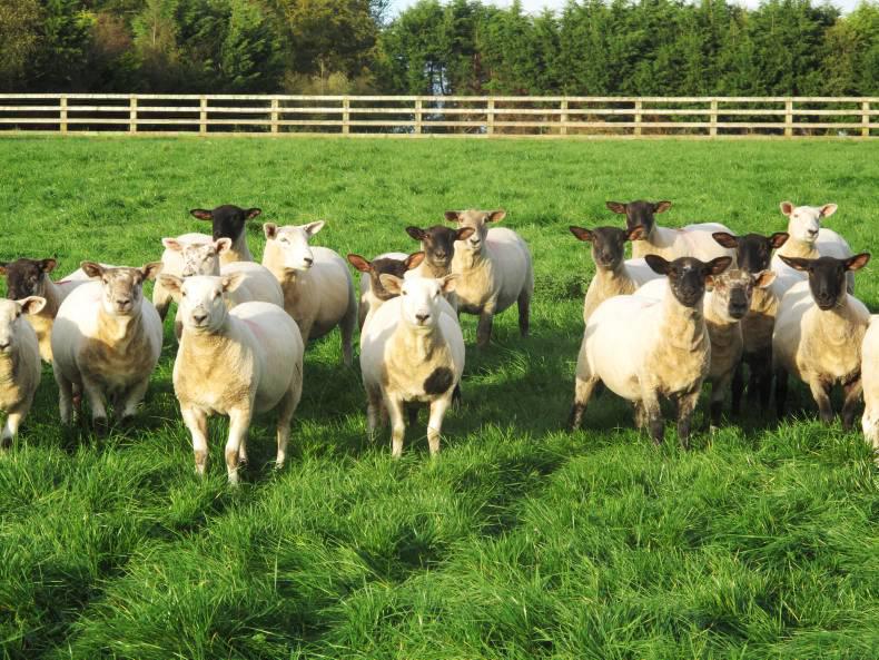 Managing ewe lambs during late pregnancy and early lactation