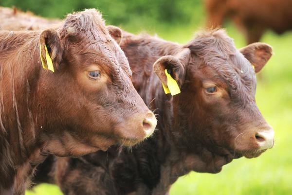 DSM reports profits of €1.17bn 