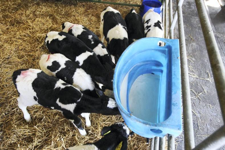 Video: Calf rearing advice                                                      