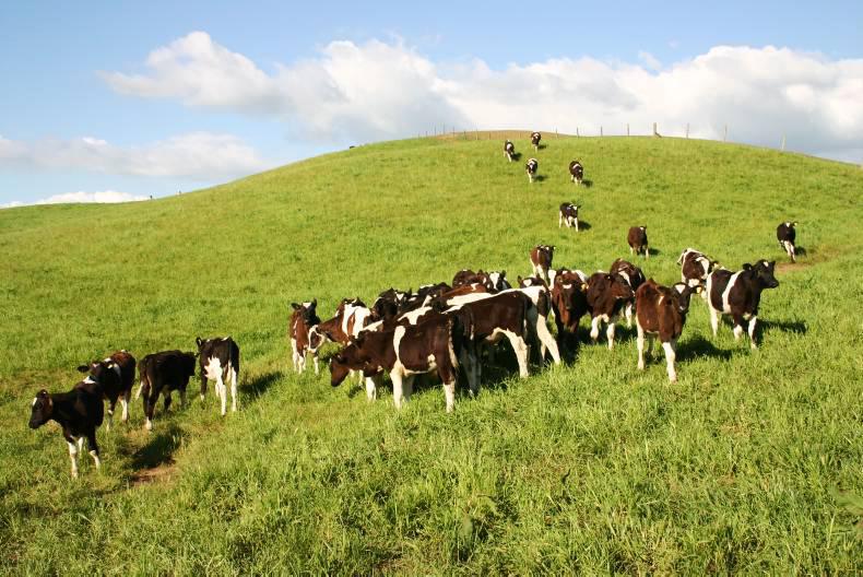 New Zealand declares drought amid slowdown in milk supply