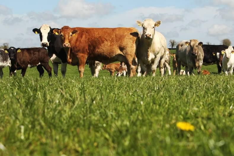 38,000 apply to Beef Data Programme 
