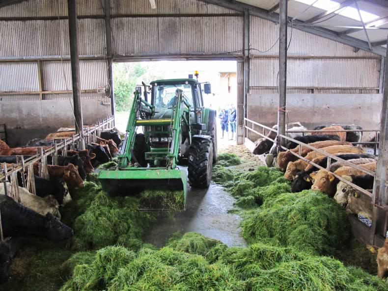 Zero grazing to increase grass in the diet of finishing cattle 