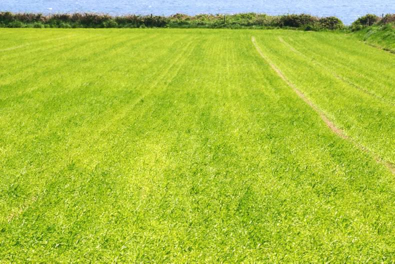 Trace elements via the fertiliser