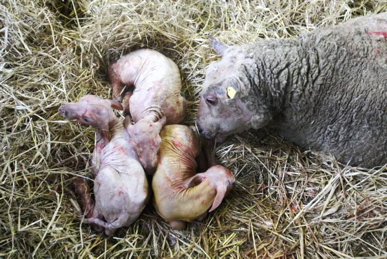 Finding a home for surplus lambs 