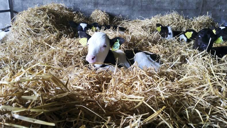Farmer writes: Salesmen should stay away during calving 