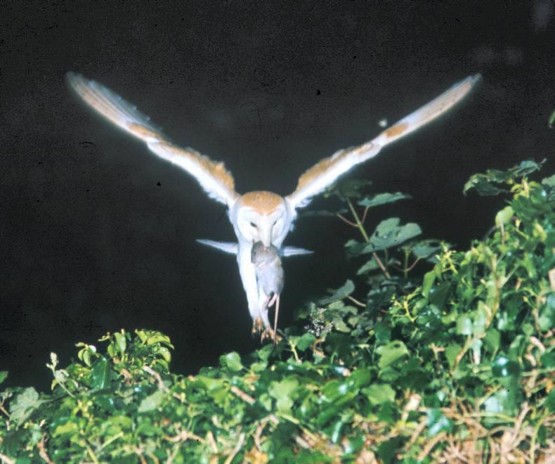 Wildlife Aware courses to tackle rodenticide levels in birds of prey