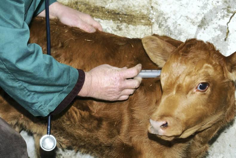 Herd health plans are a necessity
