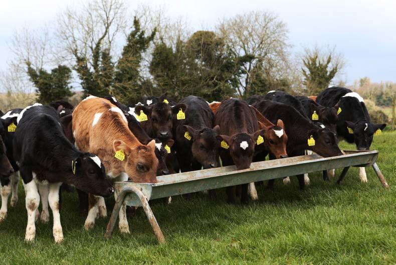 Cutting costs on dairy farms                             